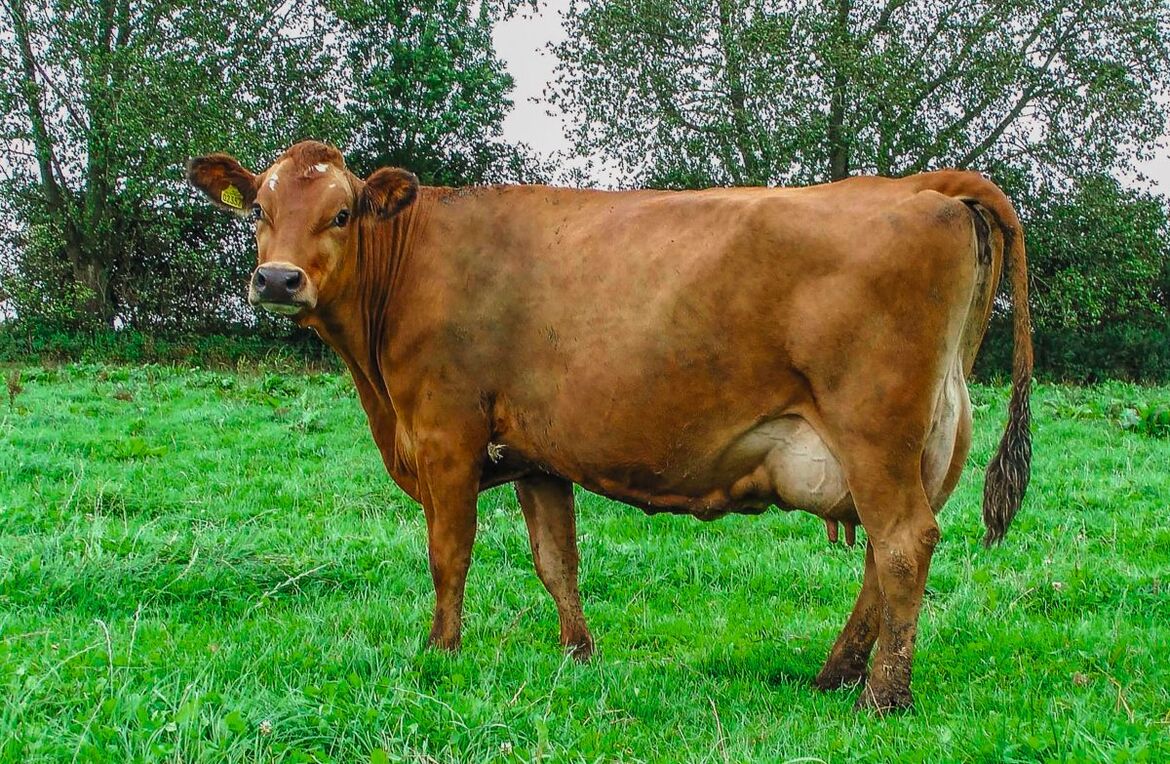 Eine Kuh der Rasse Jersey auf der Weide